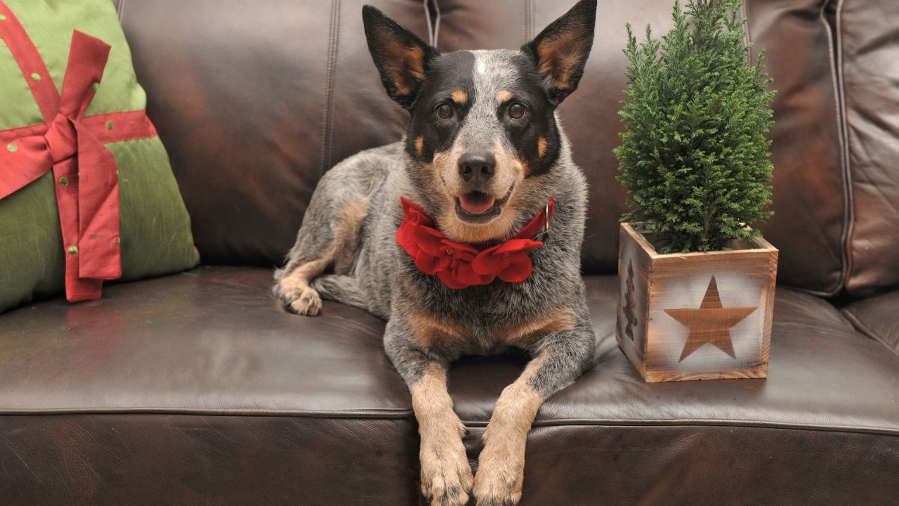 Праздничная собака с бантом