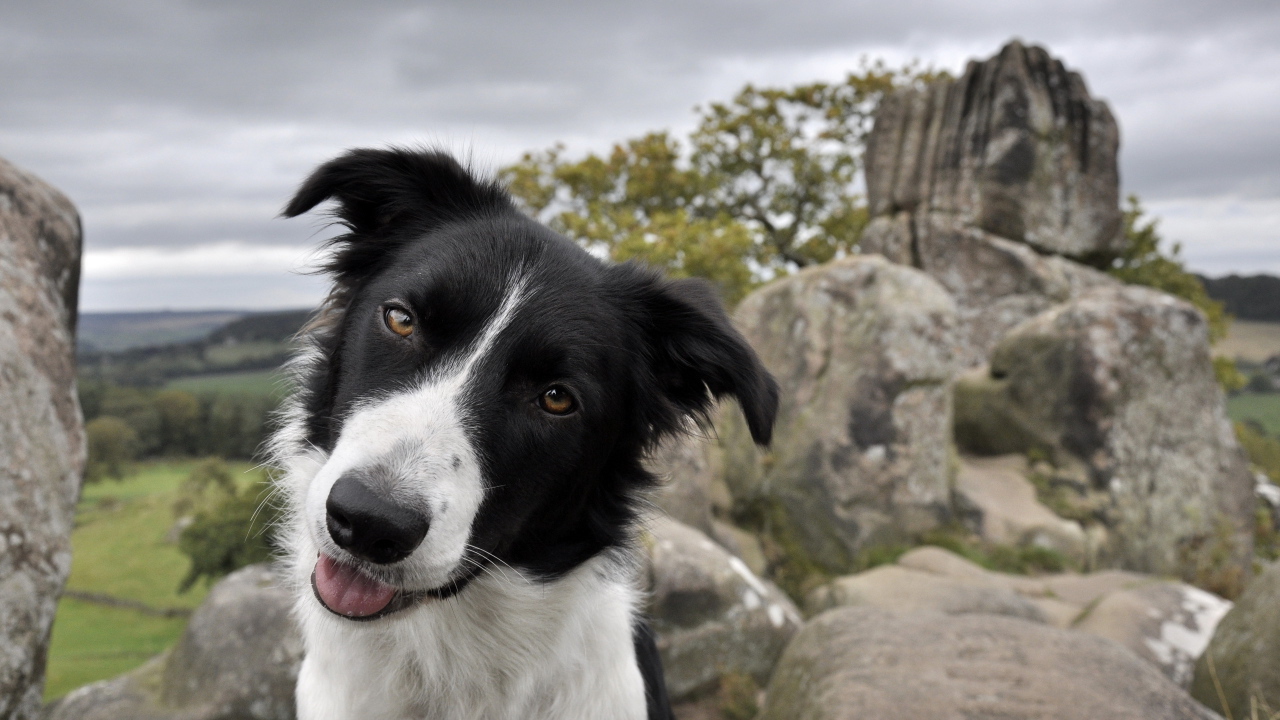 Дружелюбный взгляд