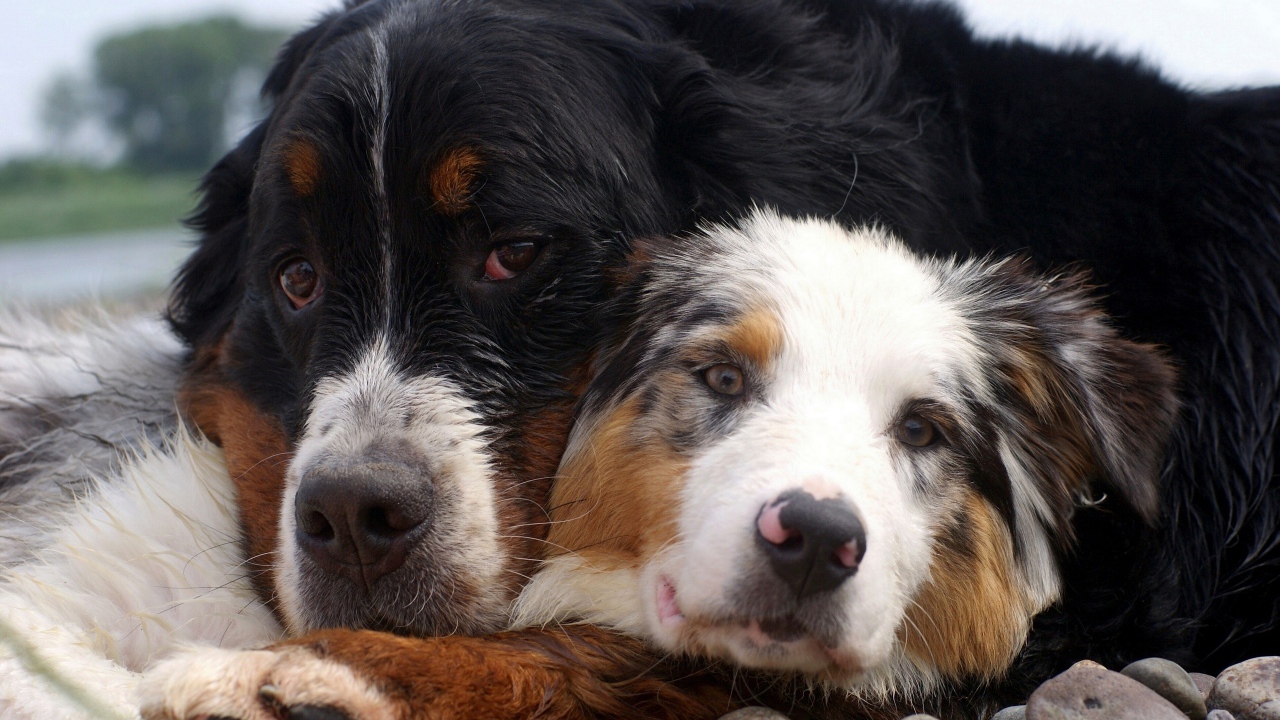 Друзья лежат на камнях