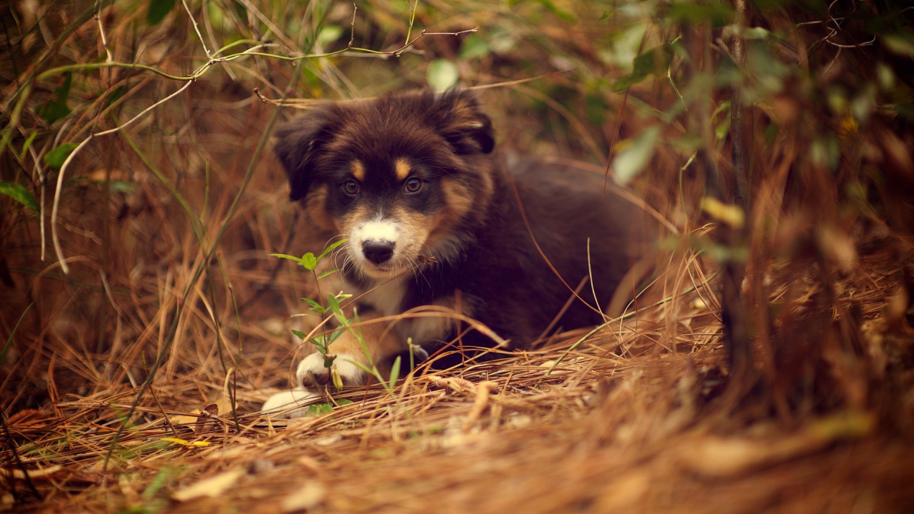 Щенок австралийского шефердса