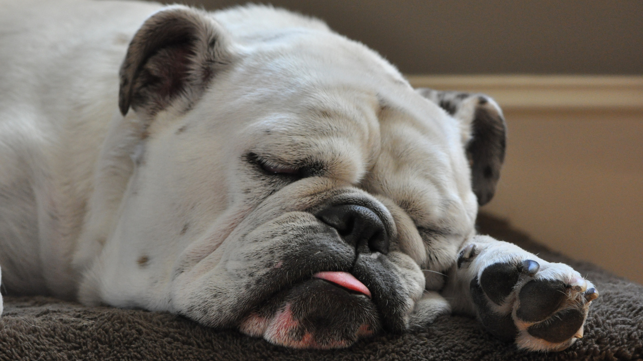 Спящий бульдог