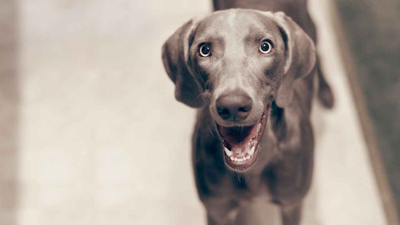 Улыбка собаки