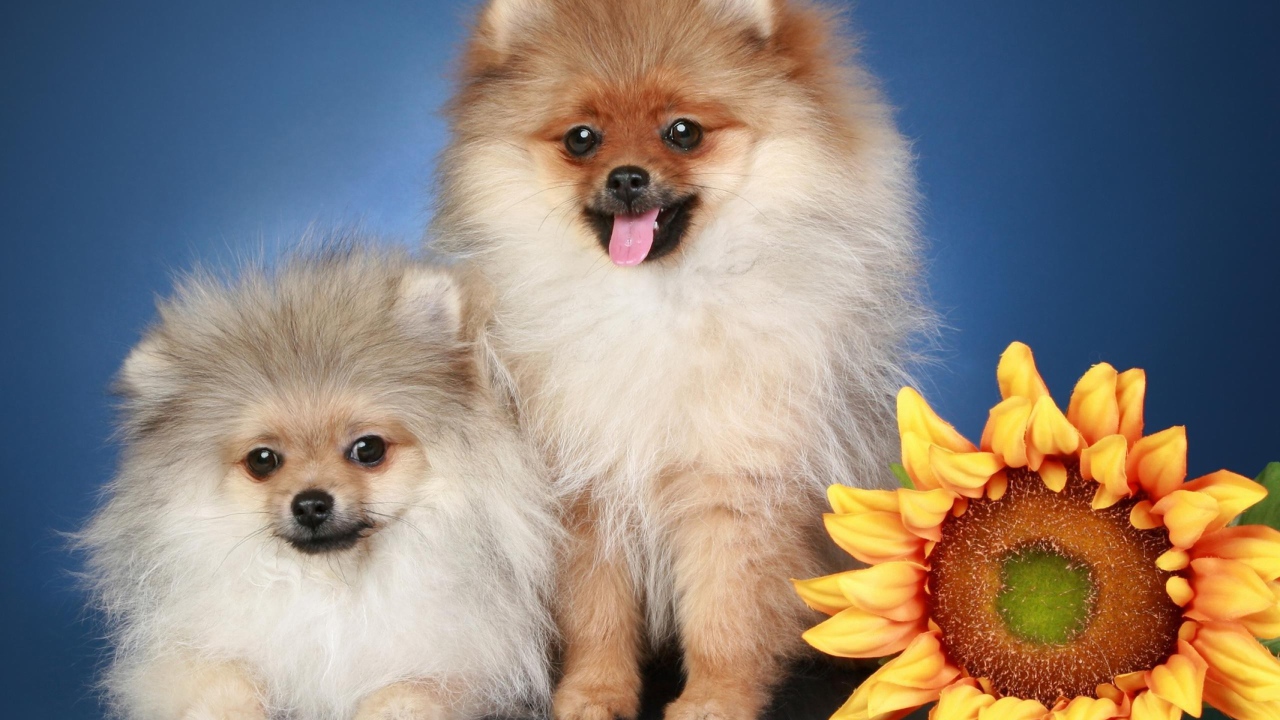 Две пушистые собаки