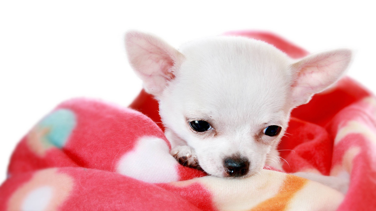Маленькая чихуахуа на пледе