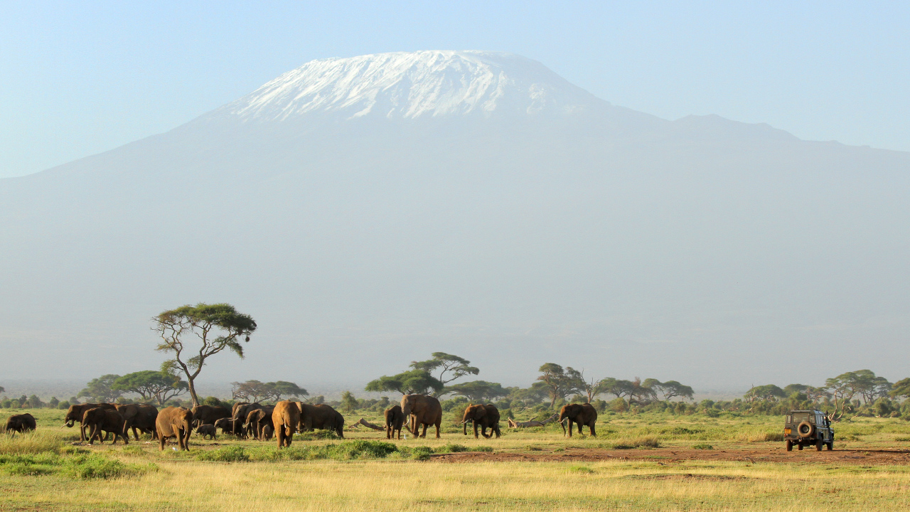 Слоны в красивой природе