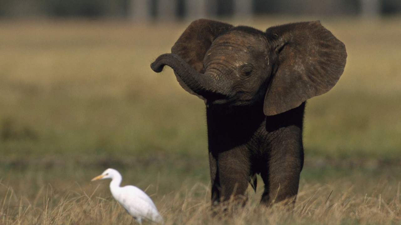 Слоненок и птица