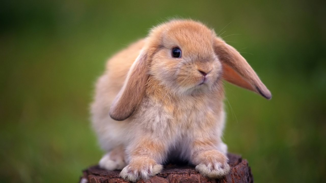 	   Decorative rabbit