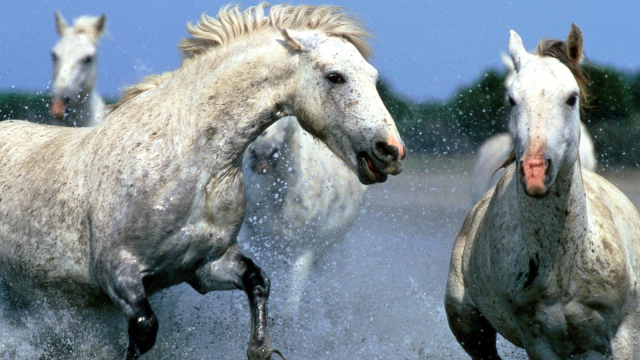 Вечерняя прогулка