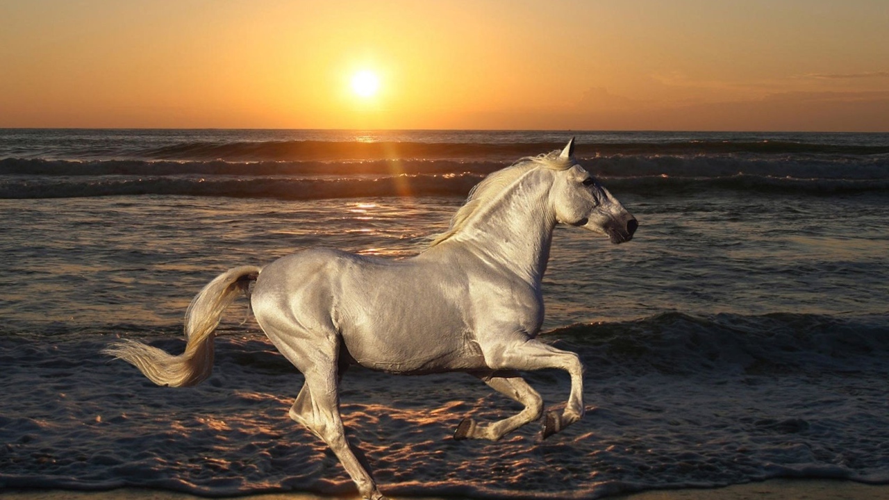 Белая лошадь на пляже