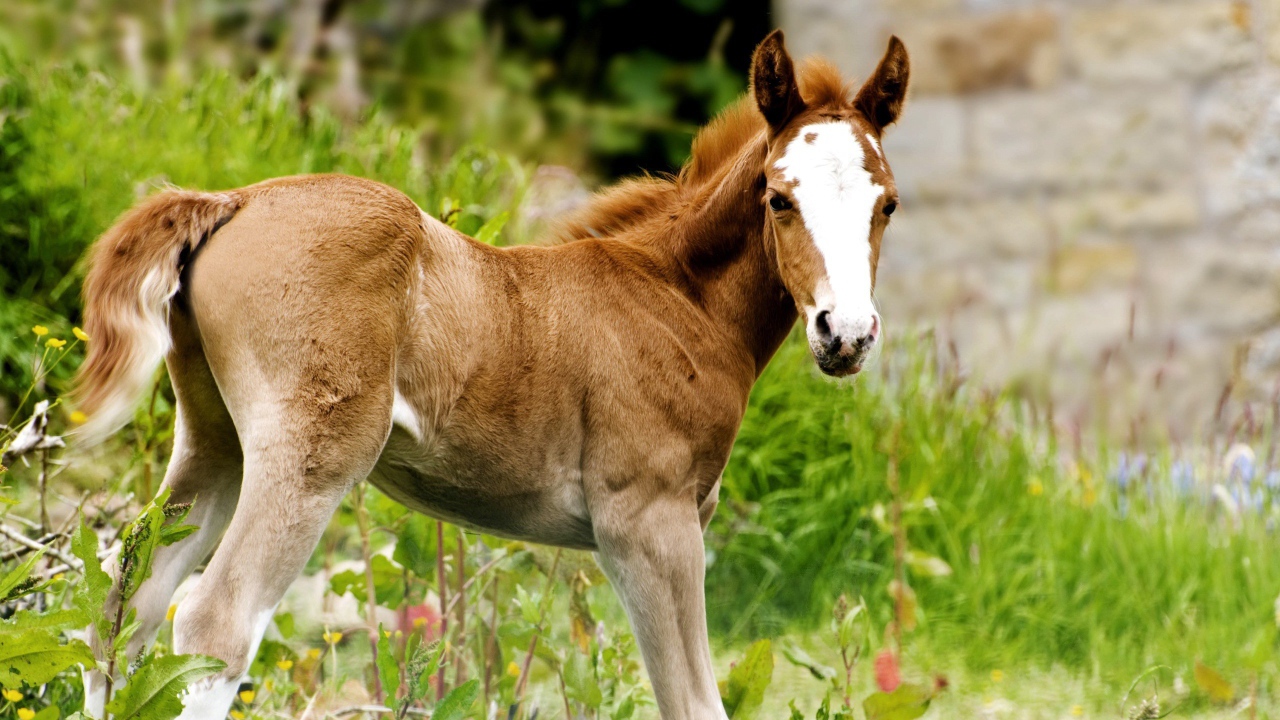 Жеребенок с белым лбом