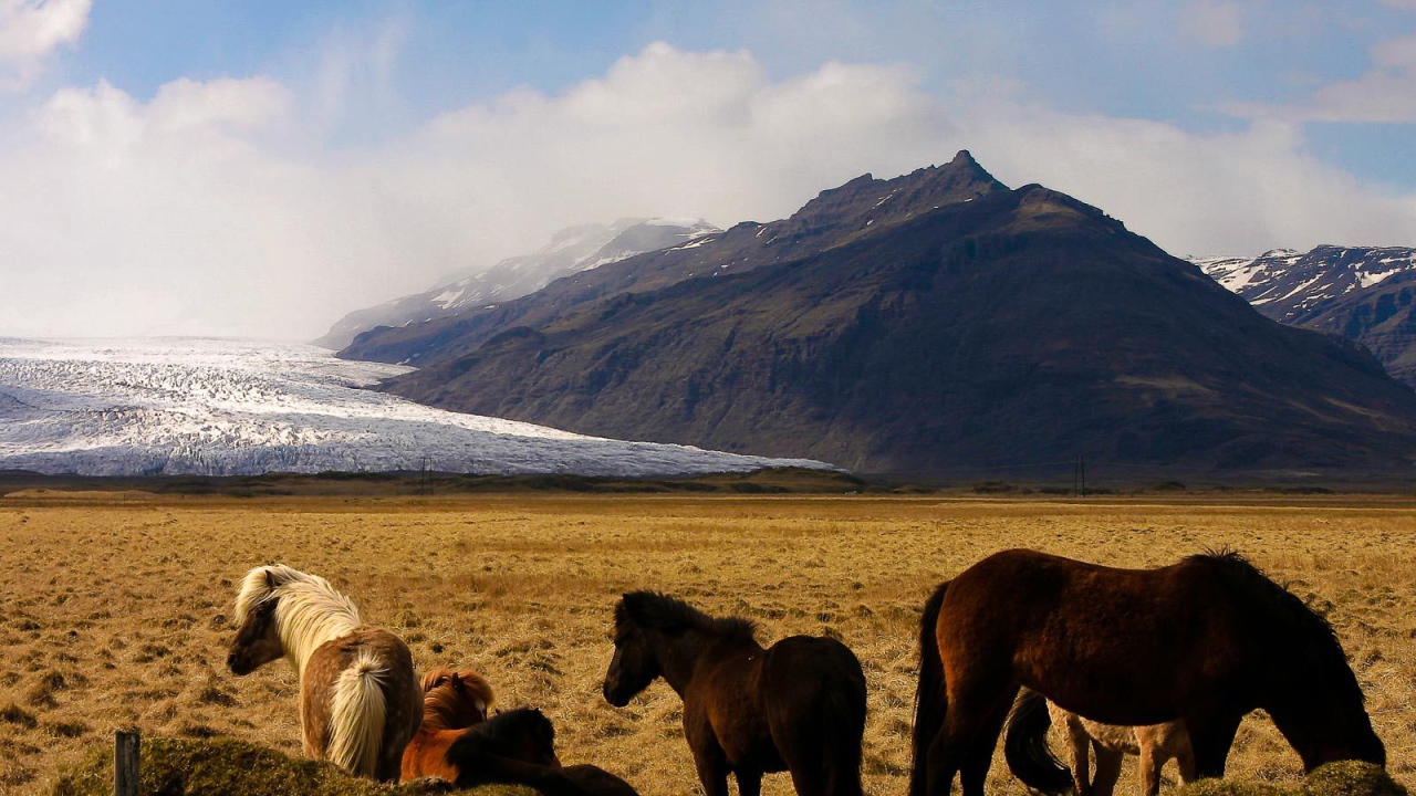 Лошади в горах