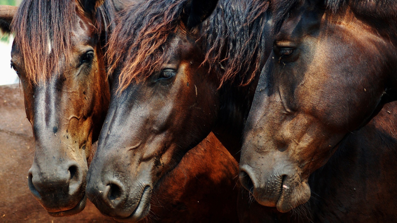 Головы трех лошадей