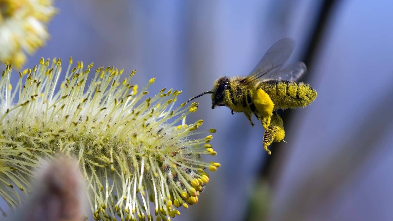 Пчела в полете