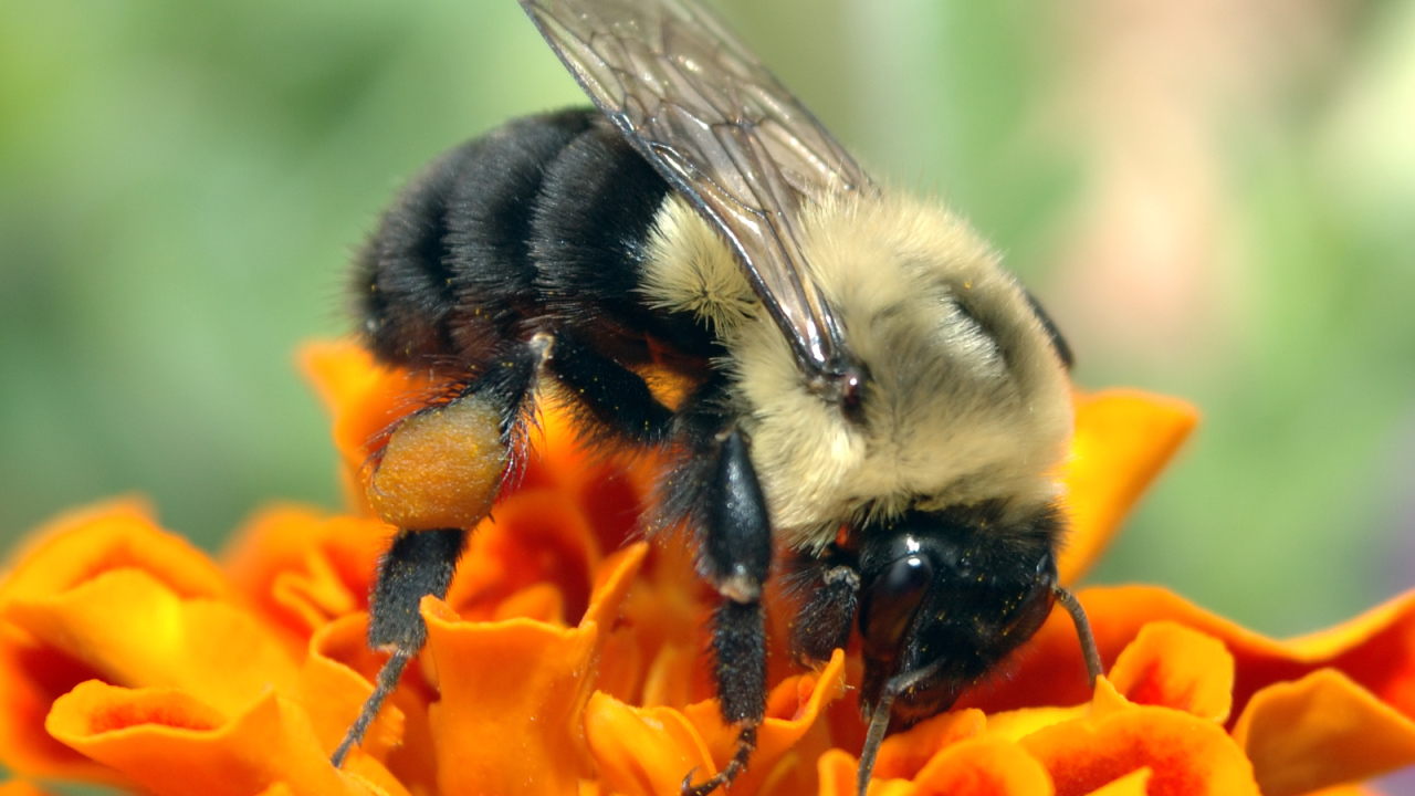 Пчела на оранжевом цветке