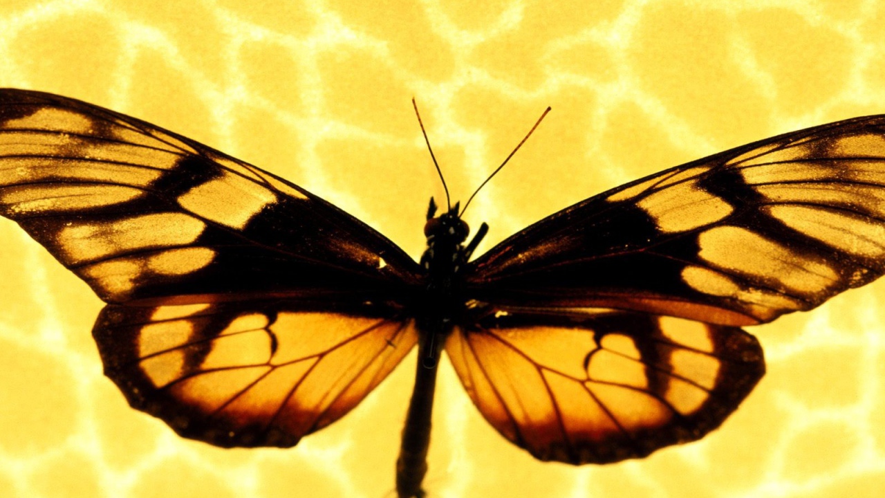 Бабочка на желтом фоне