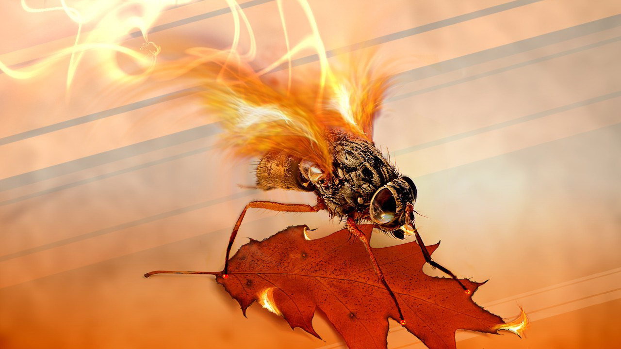 Муха с огненными крыльями