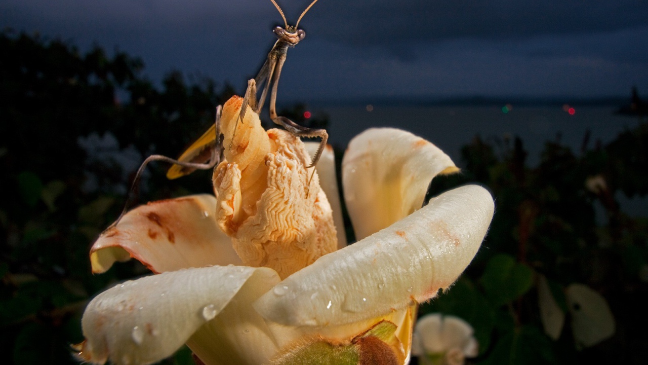 Богомол на цветке