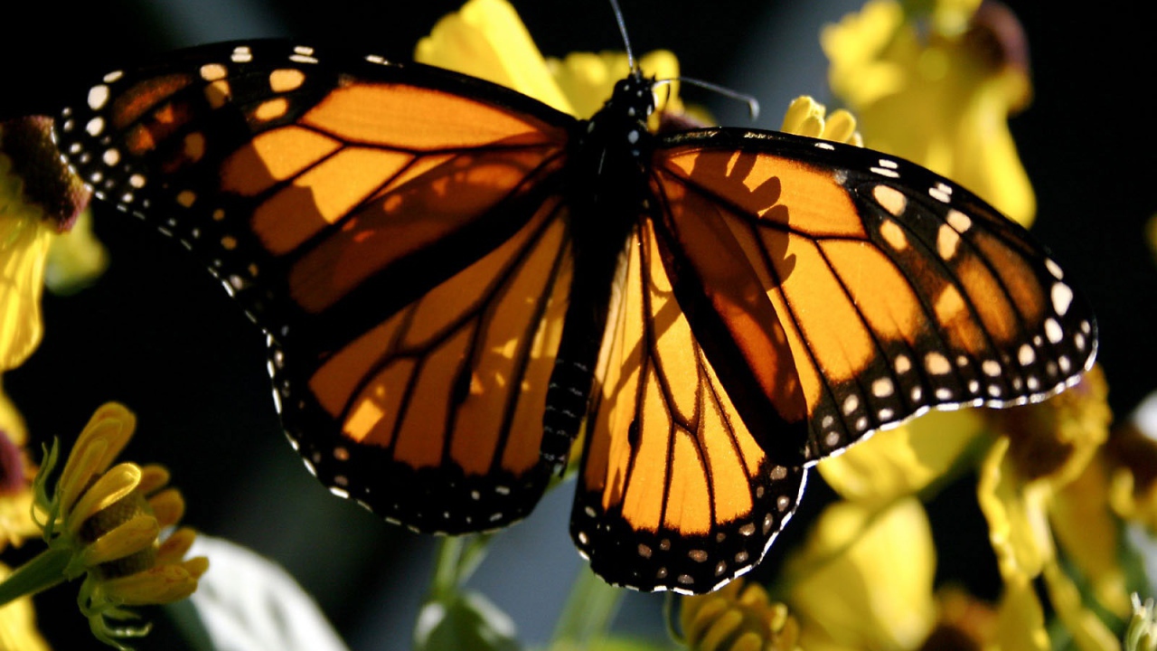 Бабочка Монарх