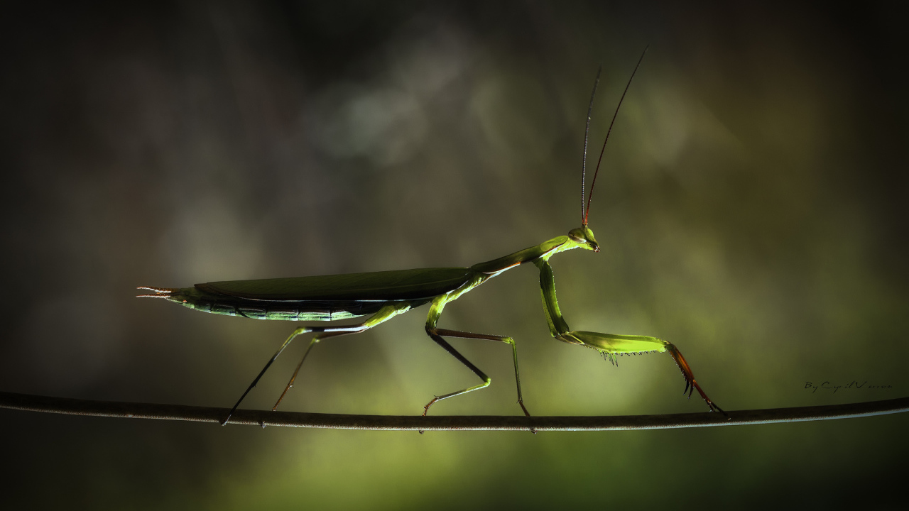 Богомол на ветке