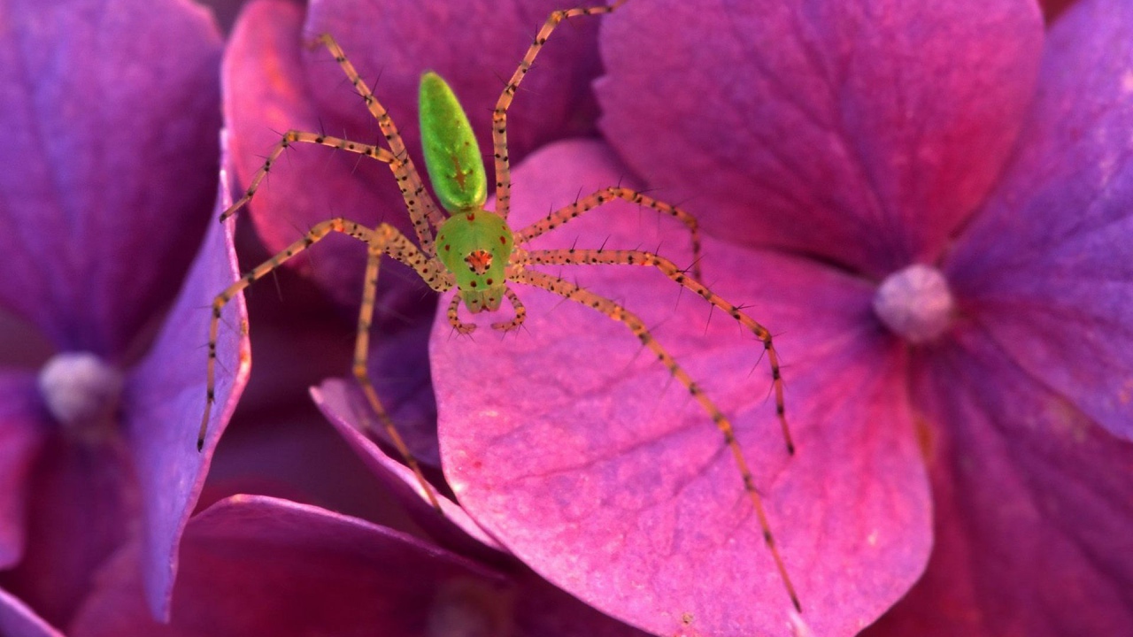 Паук на розовых цветках
