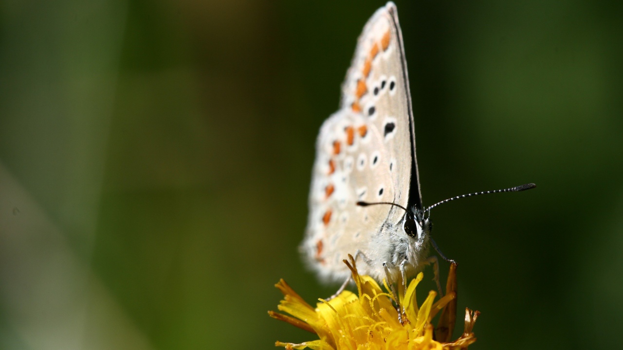 Белая бабочка на желтом цветке