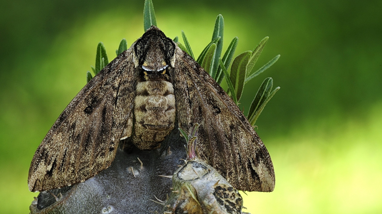 Большая серая моль