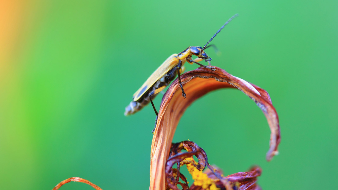Жук сидит на цветке