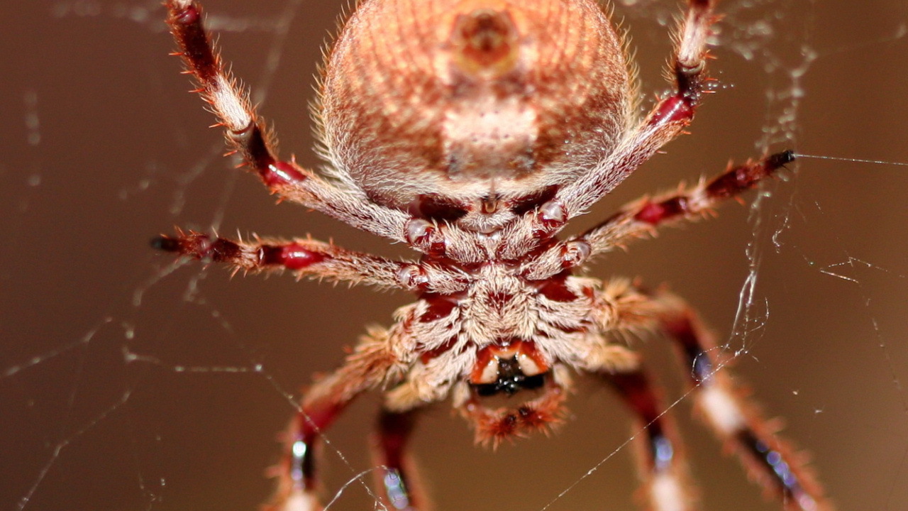 Большой паук