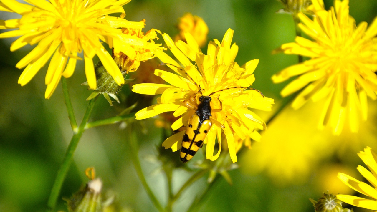Жук на желтом цветке