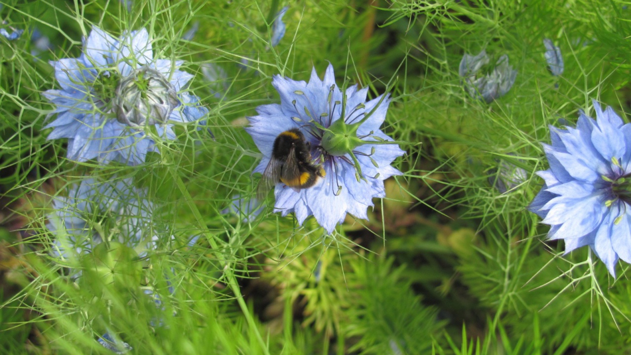 Шмель на голубом цветке
