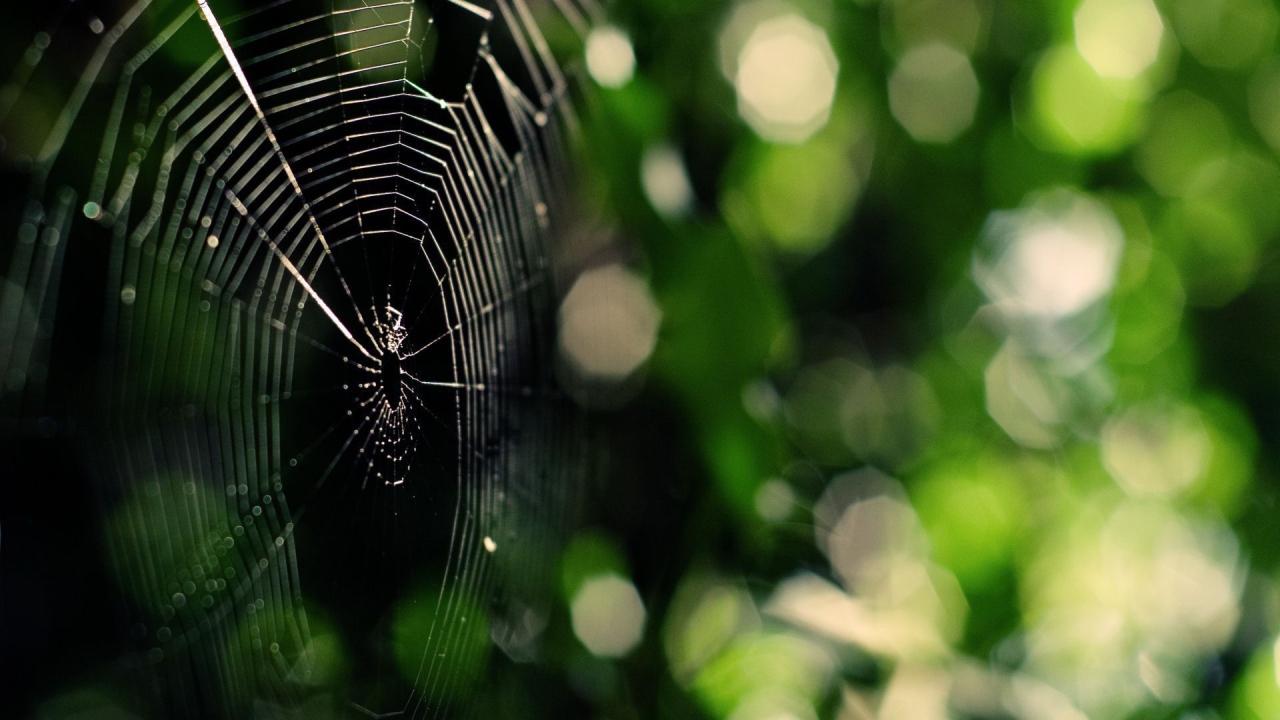 Паутина на зеленой природе