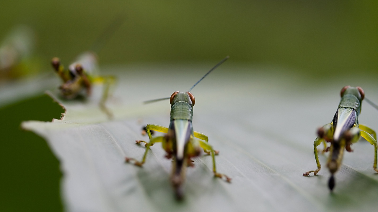 Саранча на листке
