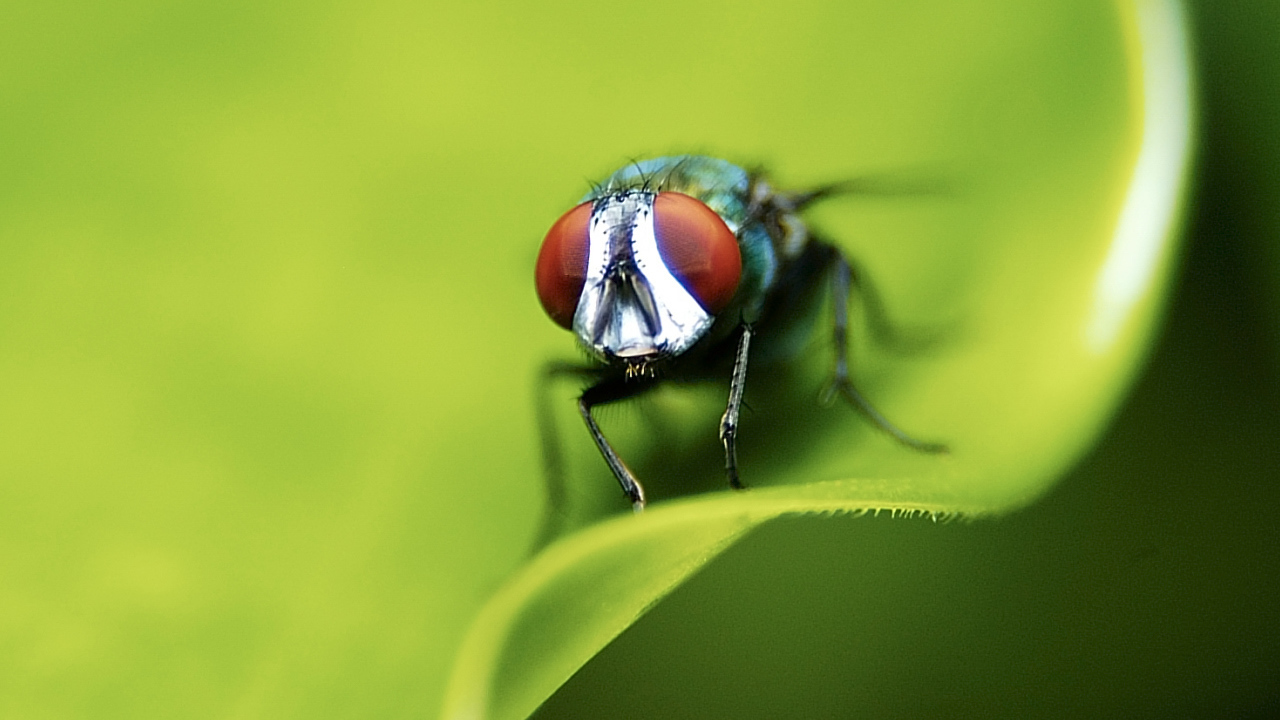 Портрет мухи