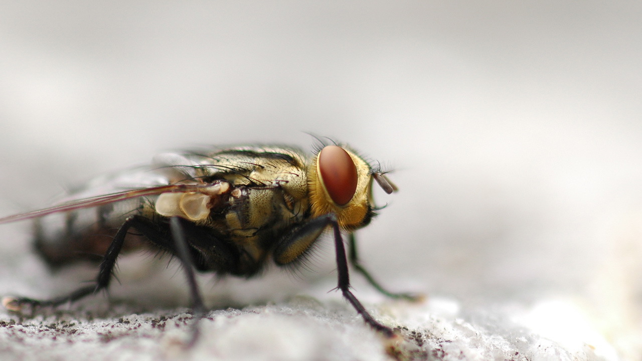 Портрет мухи крупным планом