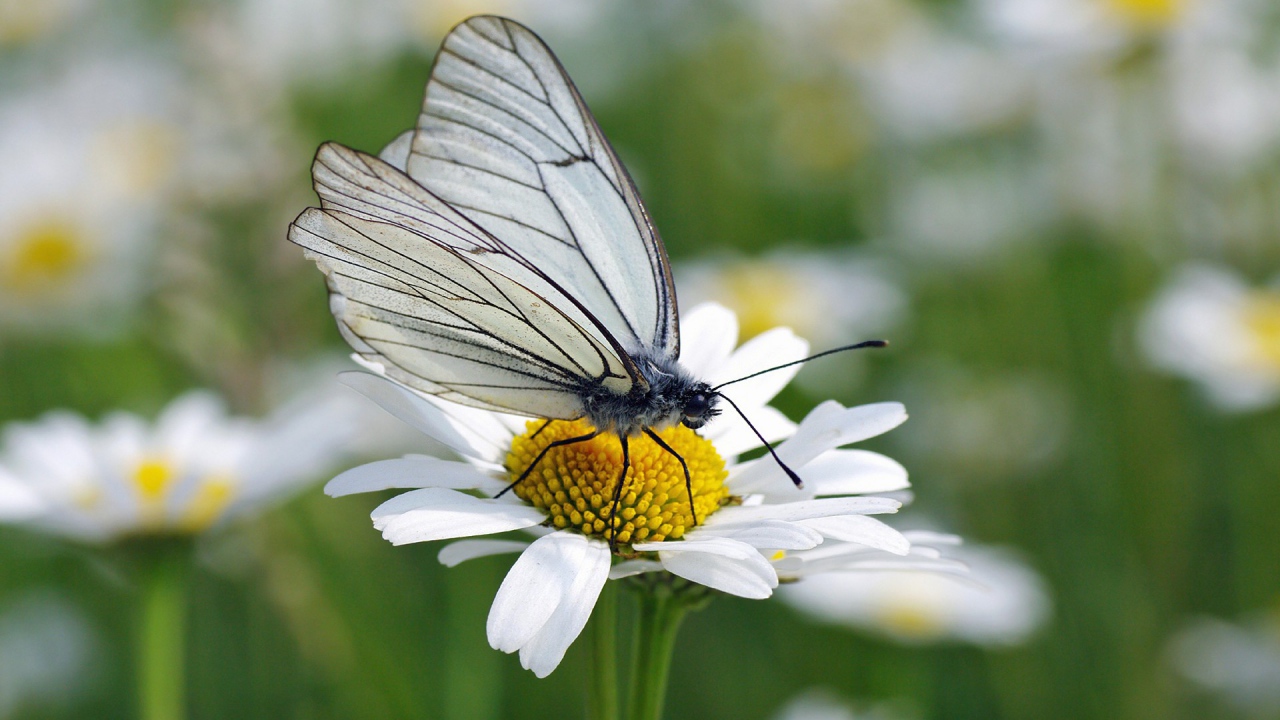 Белая бабочка на ромашке
