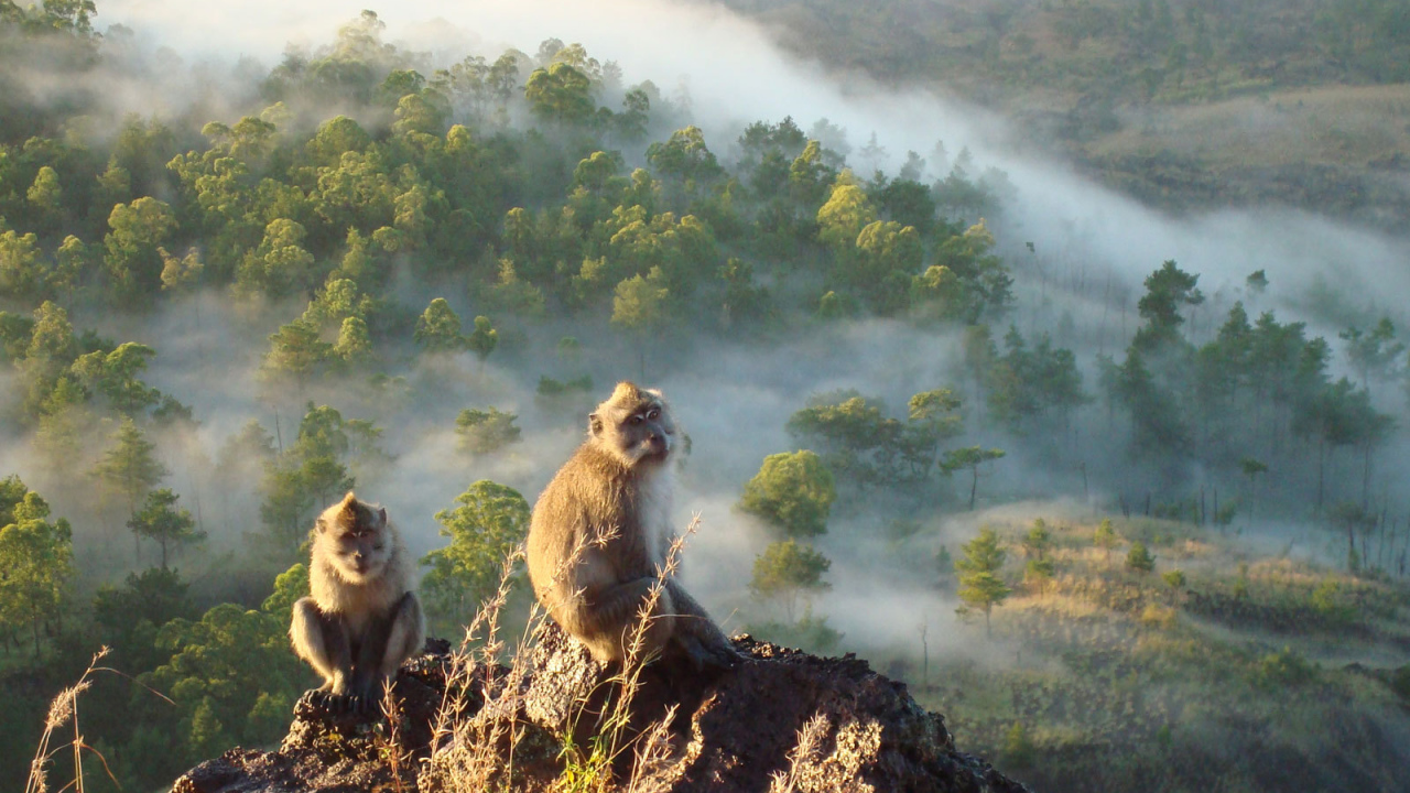 Обезьяны сидят на скале