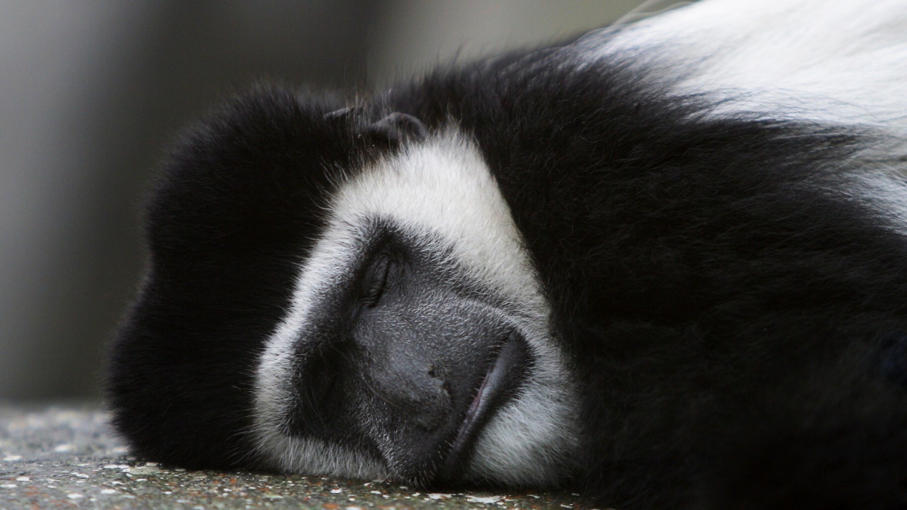 Обезьяна спит