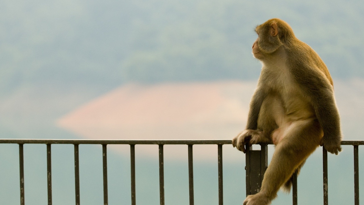 Обезьяна сидит на заборе