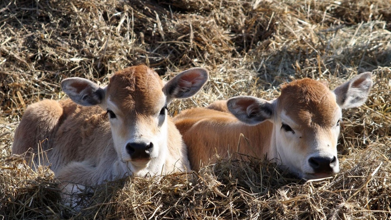 Телята лежат на сене