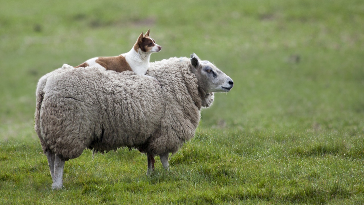 Собака сидит на баране