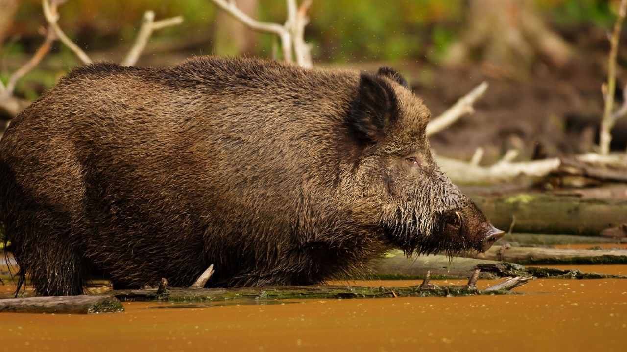Кабан в болоте