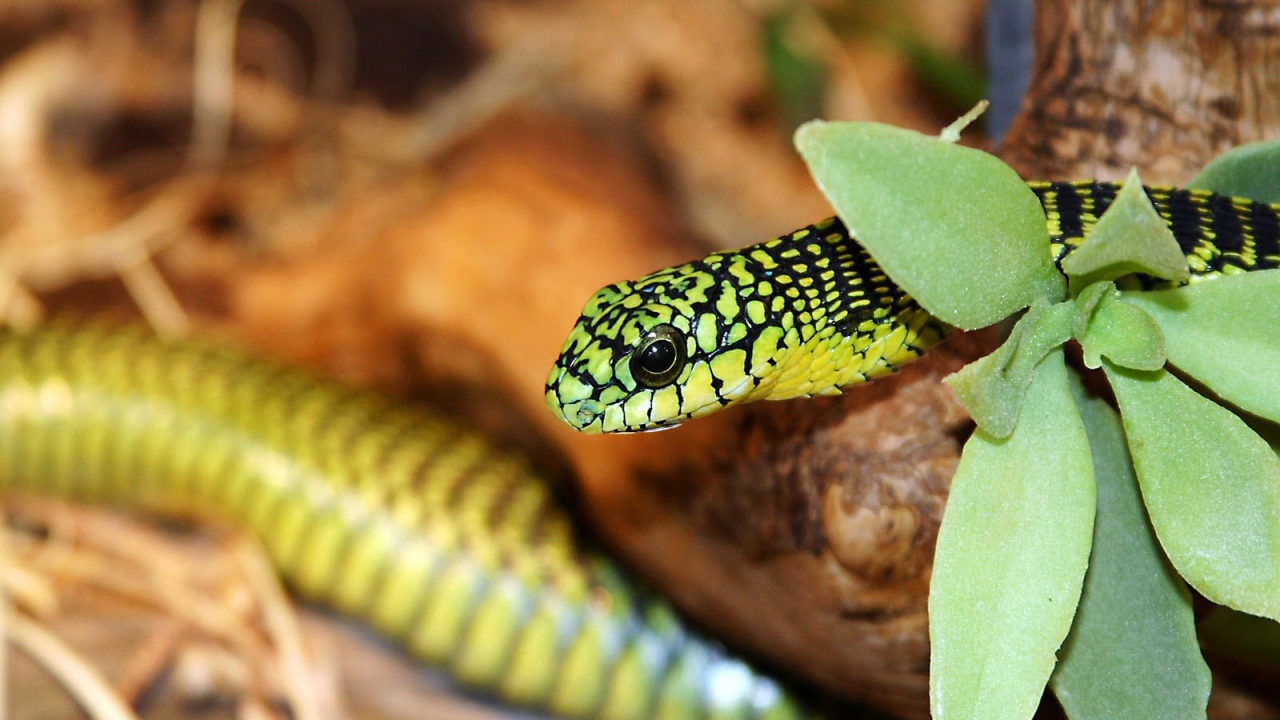 Зеленая змея