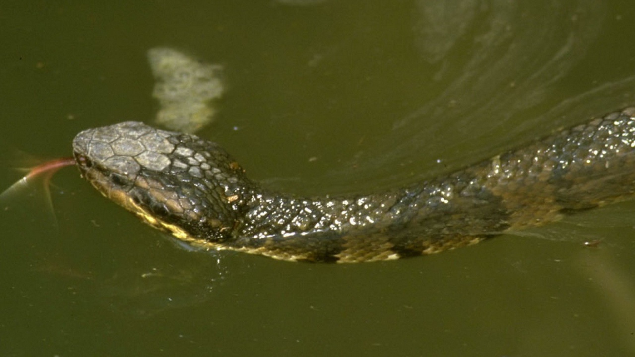 Змея плывет по воде