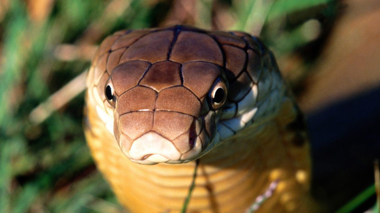 Взгляд кобры