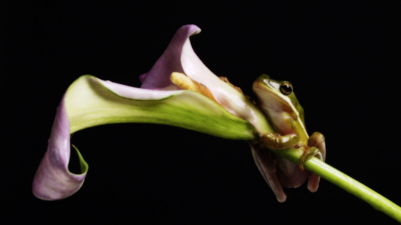 Лягушка на цветке