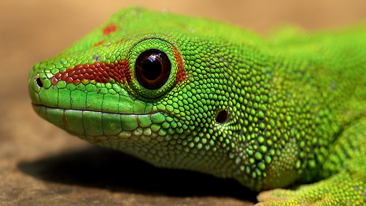 Голова зеленой ящерицы