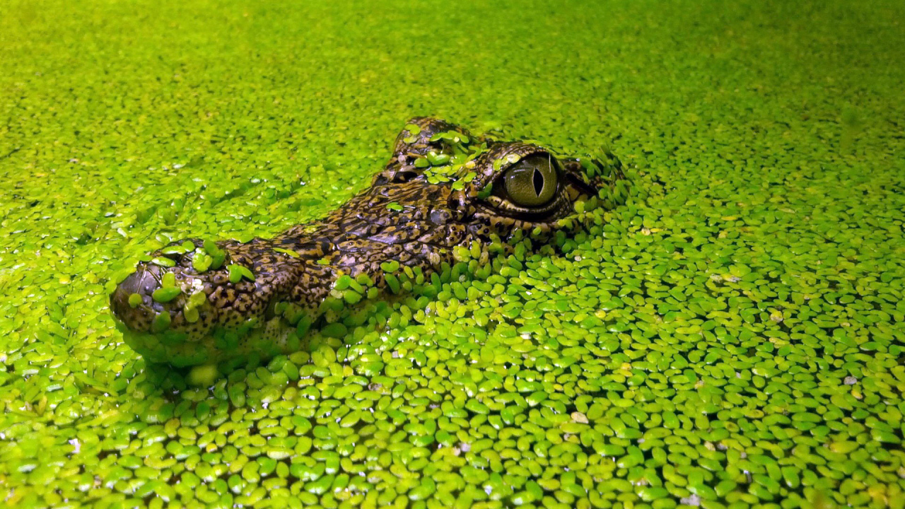 Голова крокодила