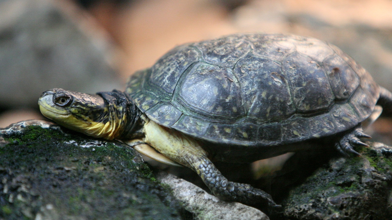 Черепаха на камнях
