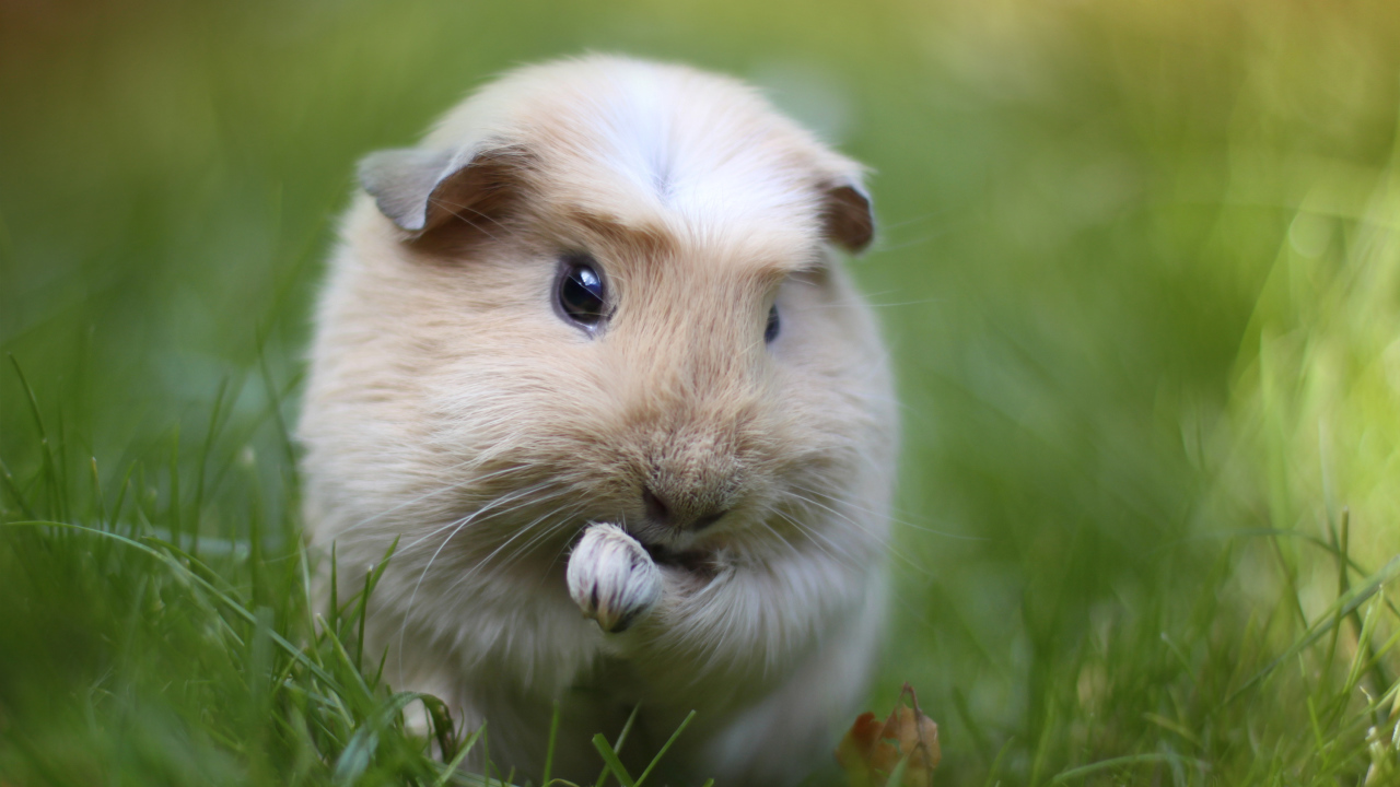 Морская свинка на траве