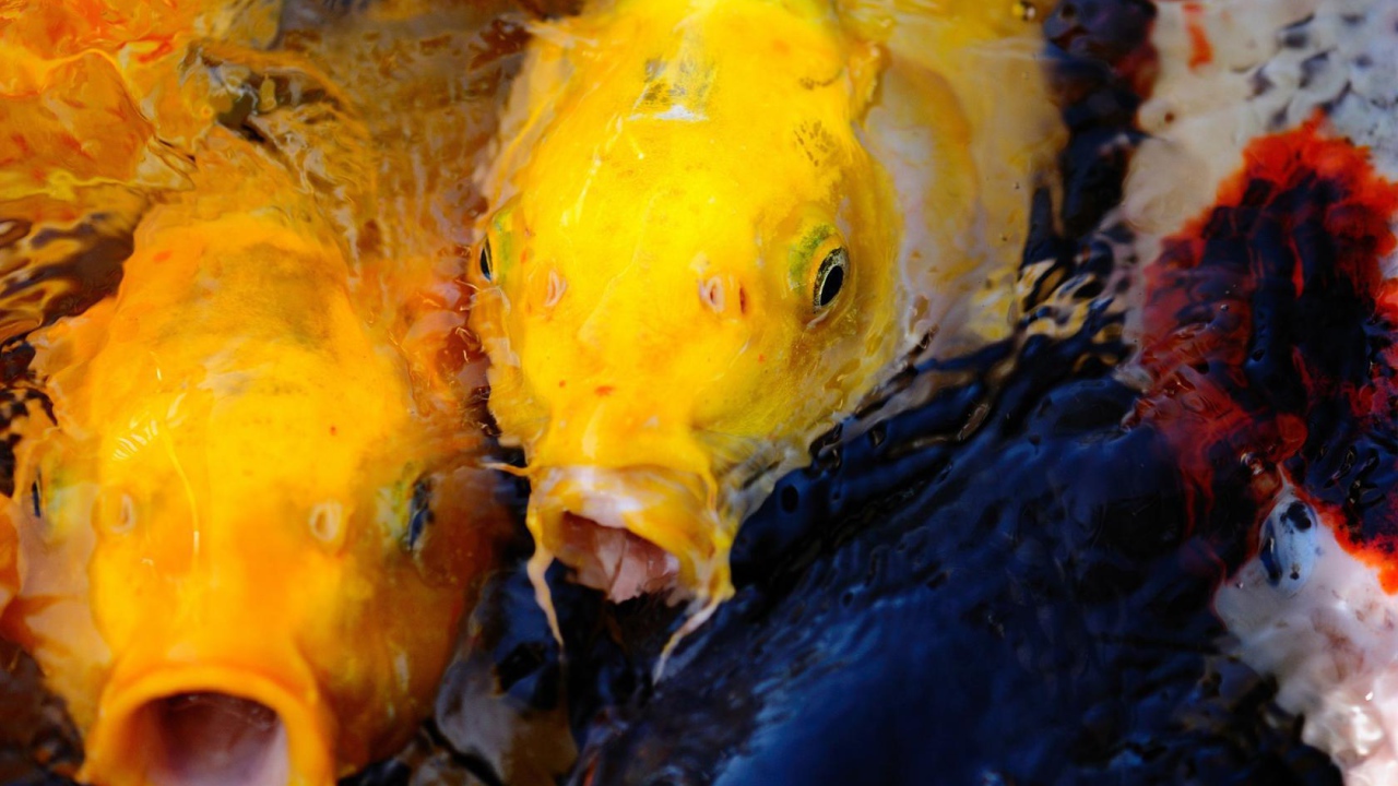 Пара желтых рыб